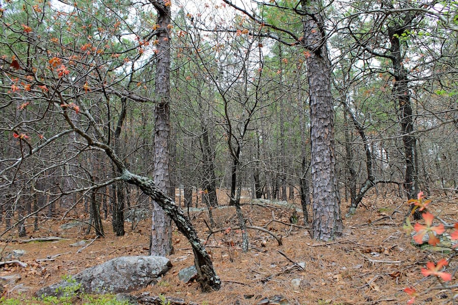 Trophy Ridge Phase III Tract 37 photo 9