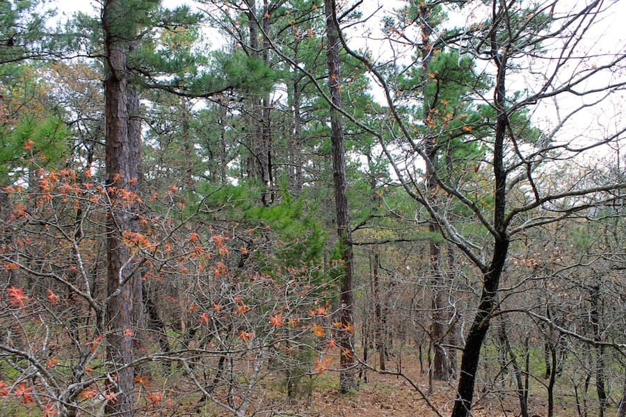 Trophy Ridge Phase III Tract 37 photo 10
