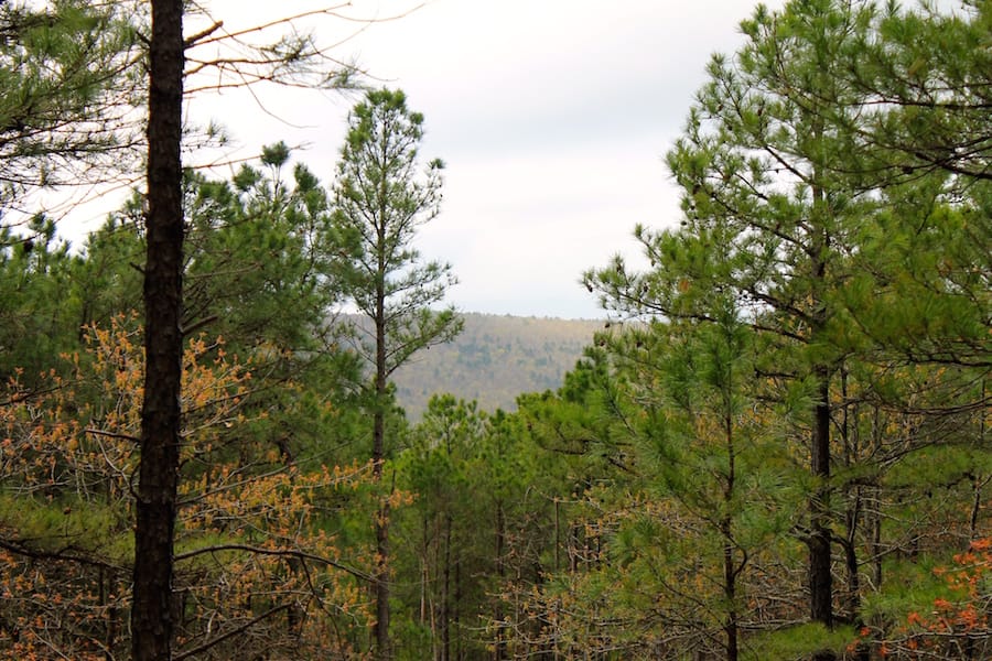 Trophy Ridge Phase III Tract 37 photo 11