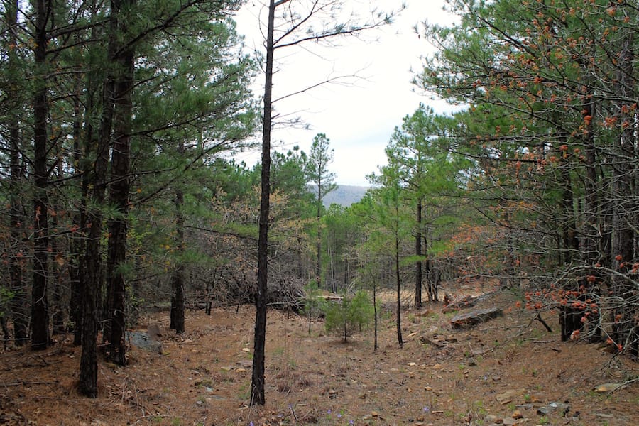 Trophy Ridge Phase III Tract 37 photo 12