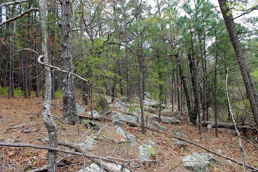 Trophy Ridge Phase III Tract 37 photo 14
