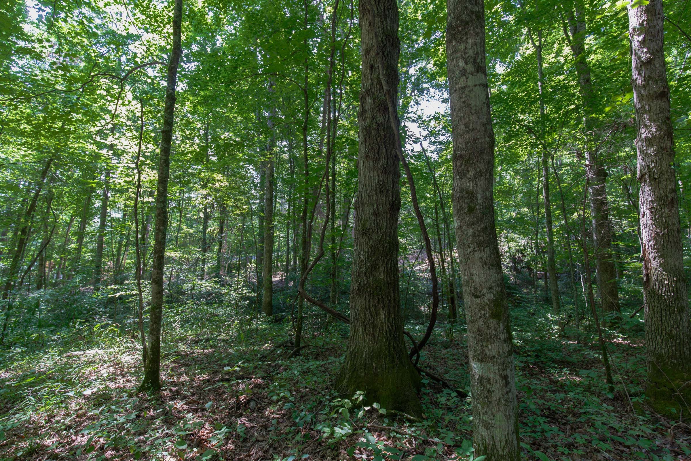 Rolling Hills Tract 7 photo 4