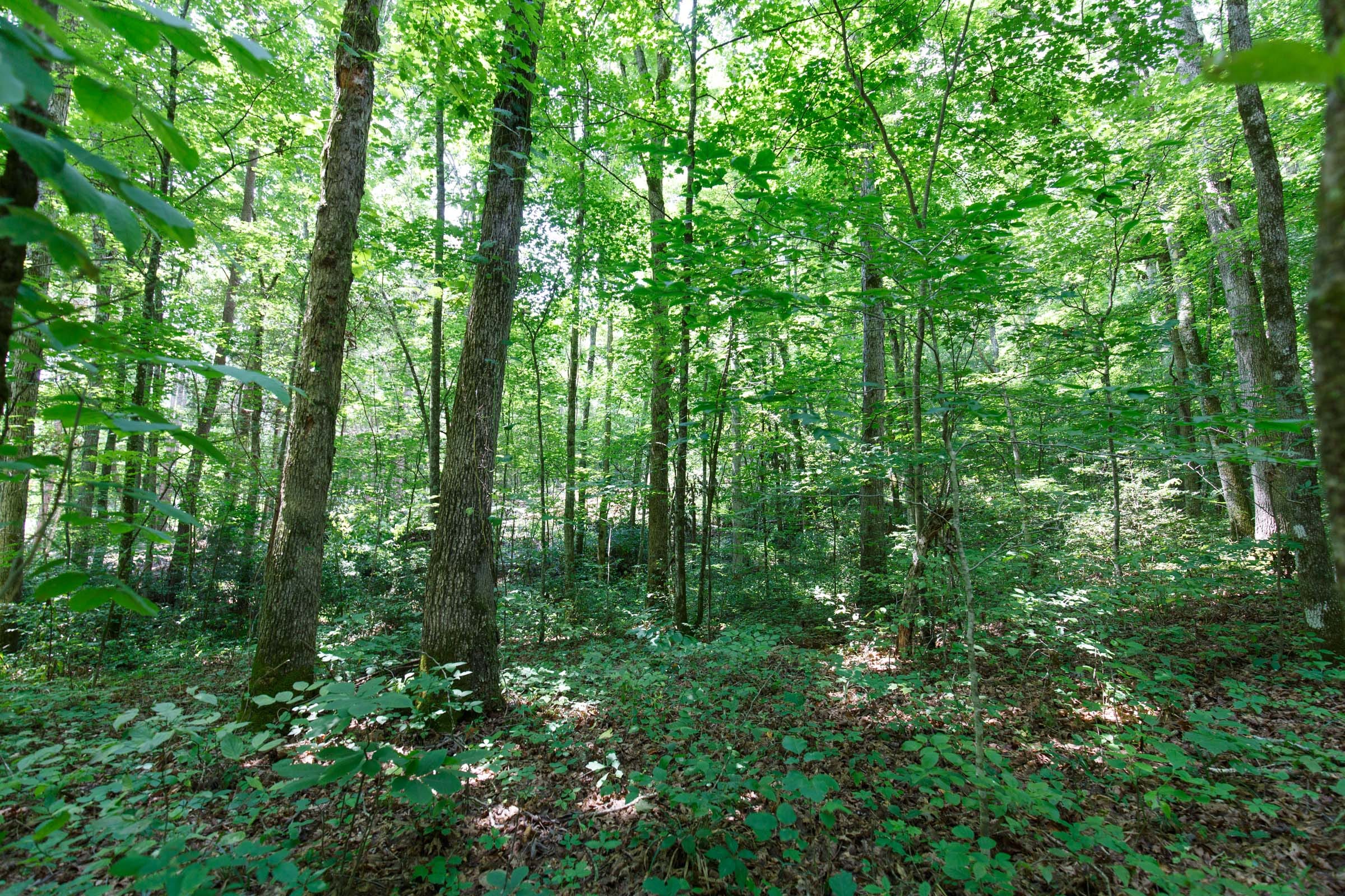Rolling Hills Tract 7 photo 8
