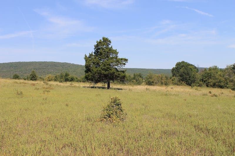 Daisy Meadows Tract 34 photo 3