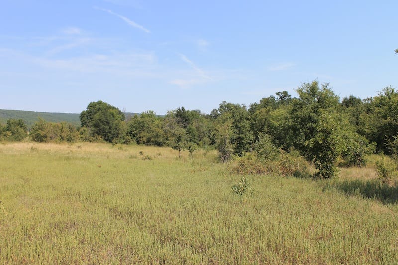 Daisy Meadows Tract 34 photo 4
