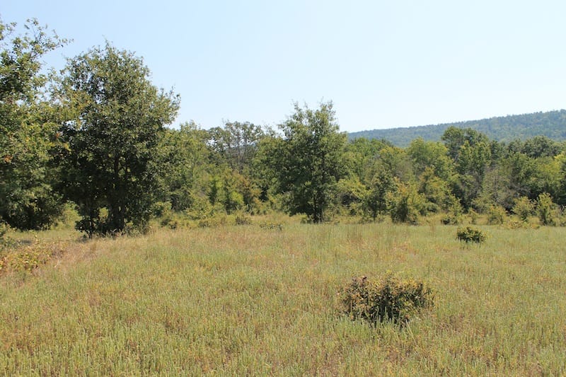 Daisy Meadows Tract 34 photo 5