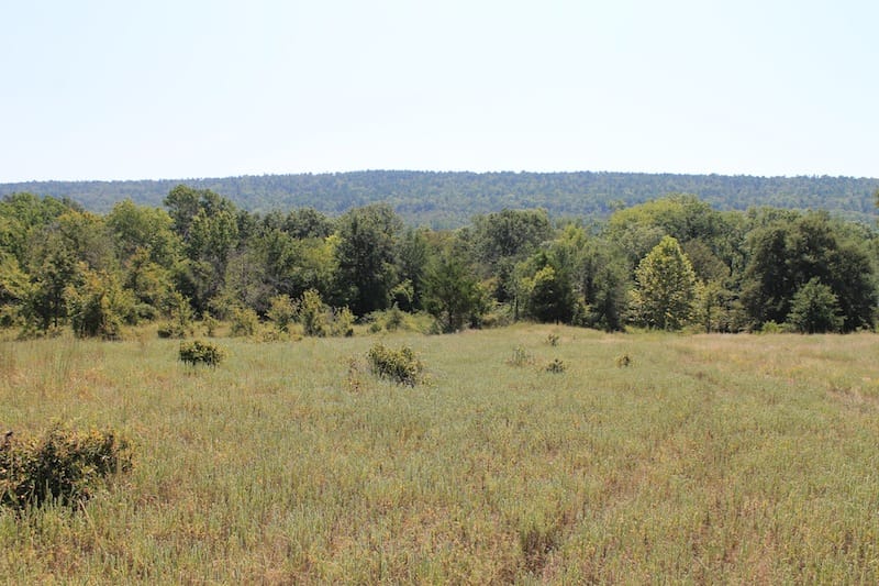 Daisy Meadows Tract 34 photo 6
