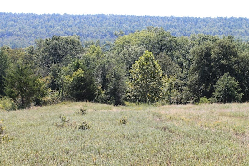 Daisy Meadows Tract 34 photo 7