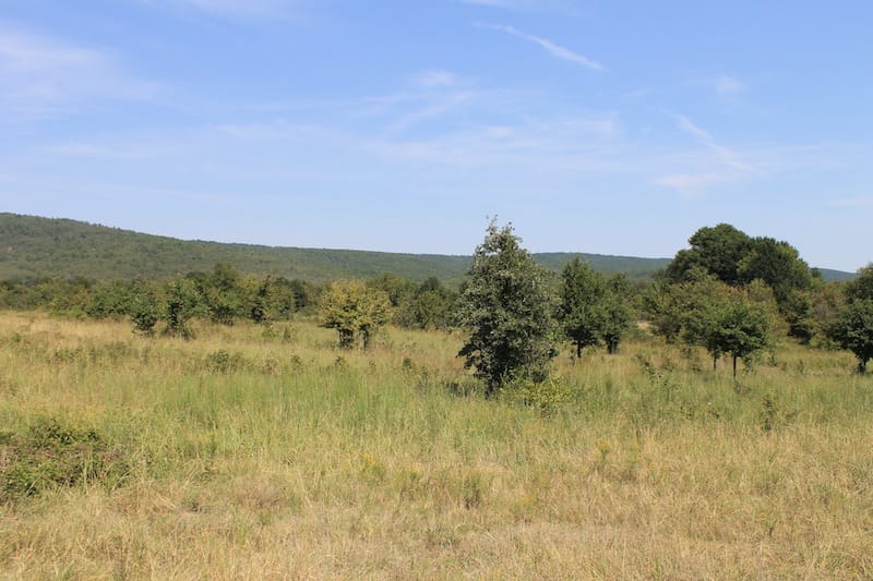 Daisy Meadows Tract 34 photo 9