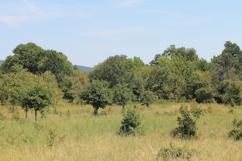 Daisy Meadows Tract 34 photo 10