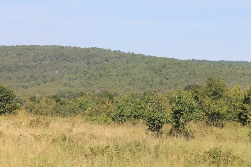 Daisy Meadows Tract 34 photo 11