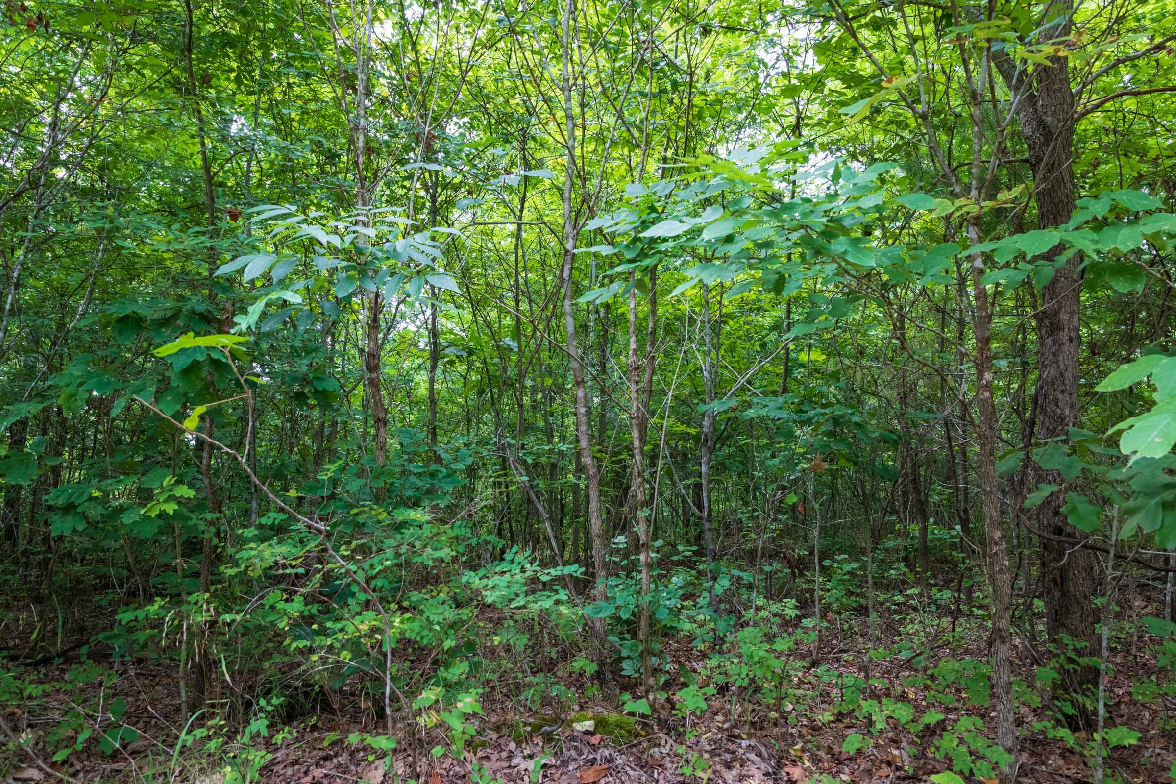 Cypress Ridge Tract 26 photo 2