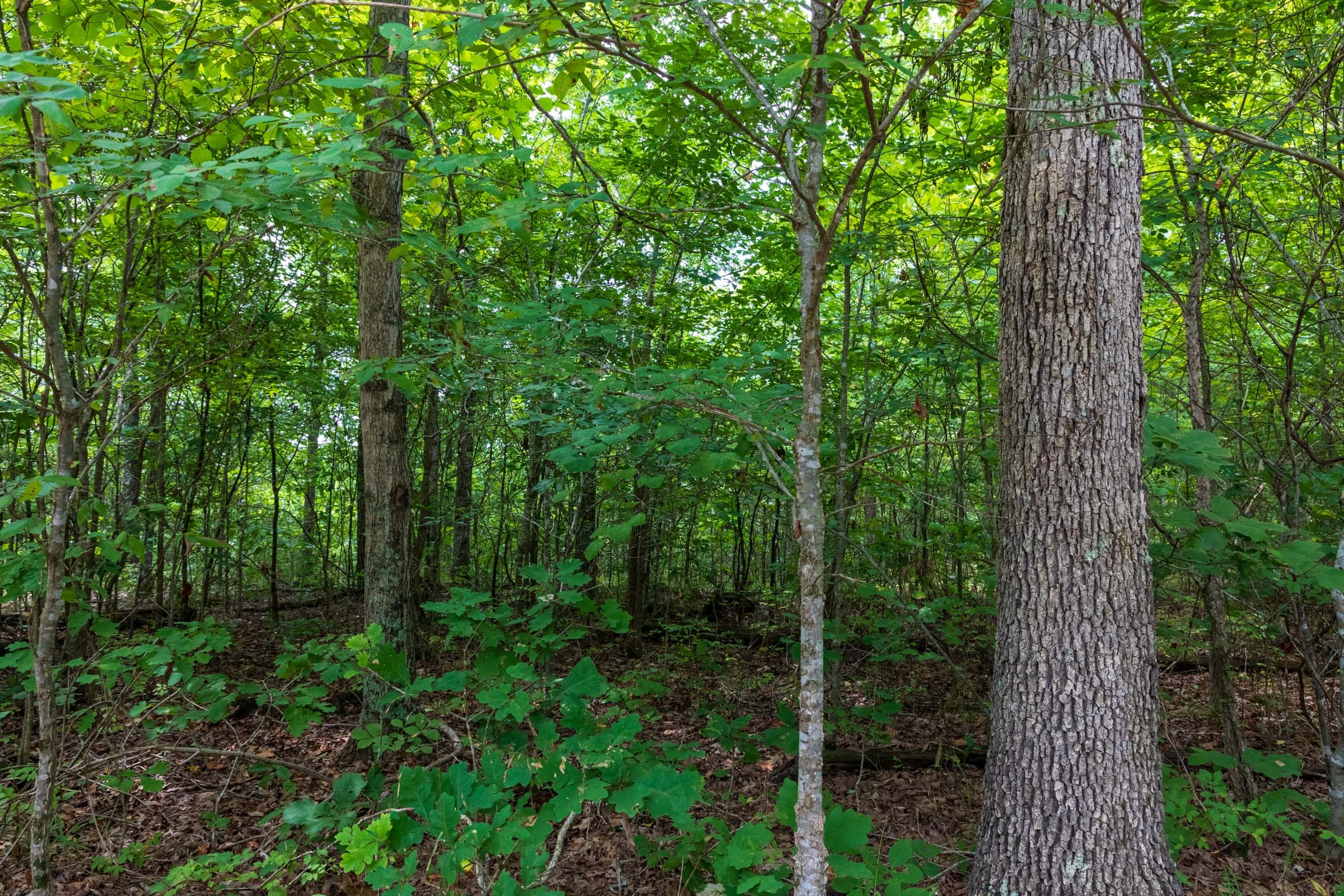 Cypress Ridge Tract 26 photo 3