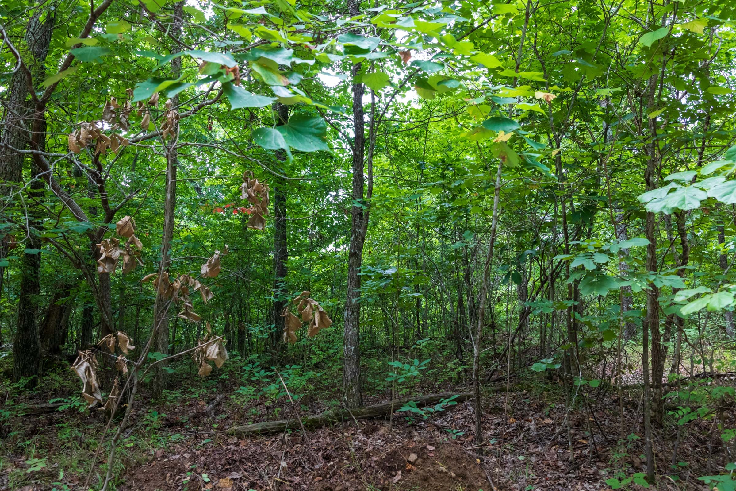 Cypress Ridge Tract 26 photo 5