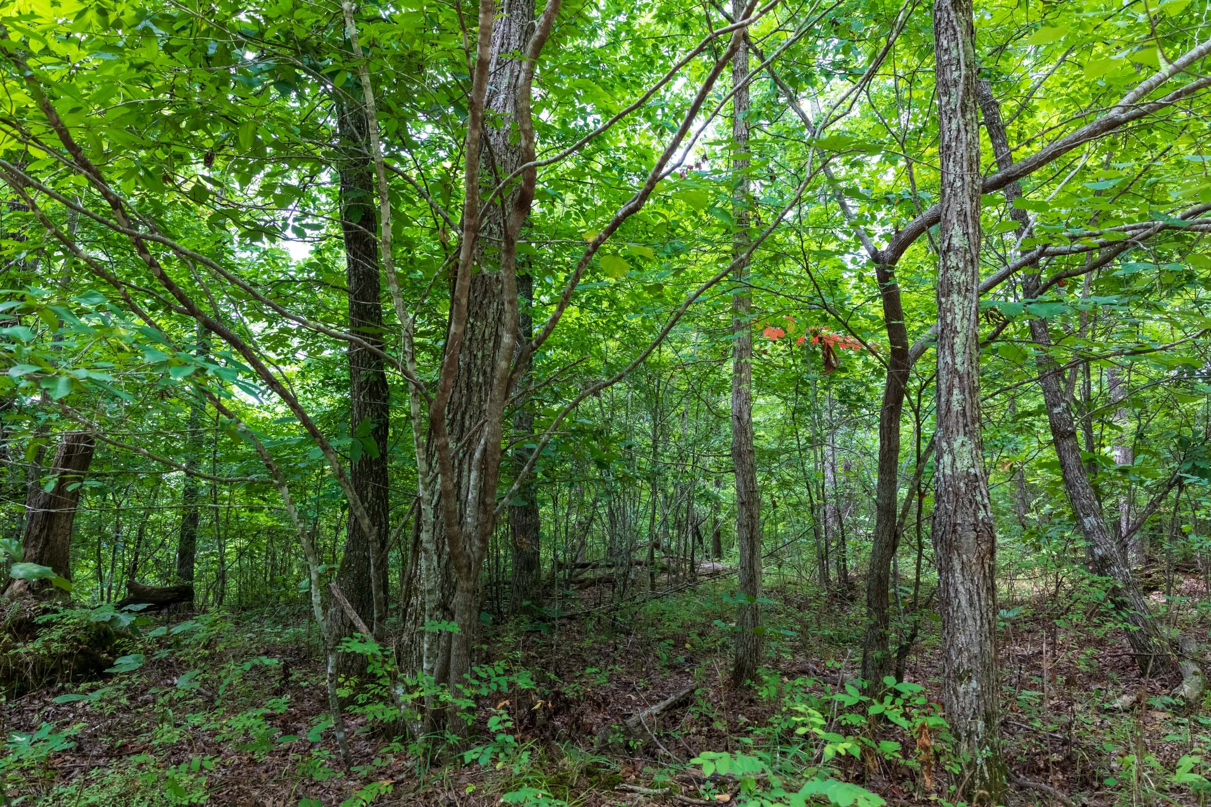 Cypress Ridge Tract 26 photo 7