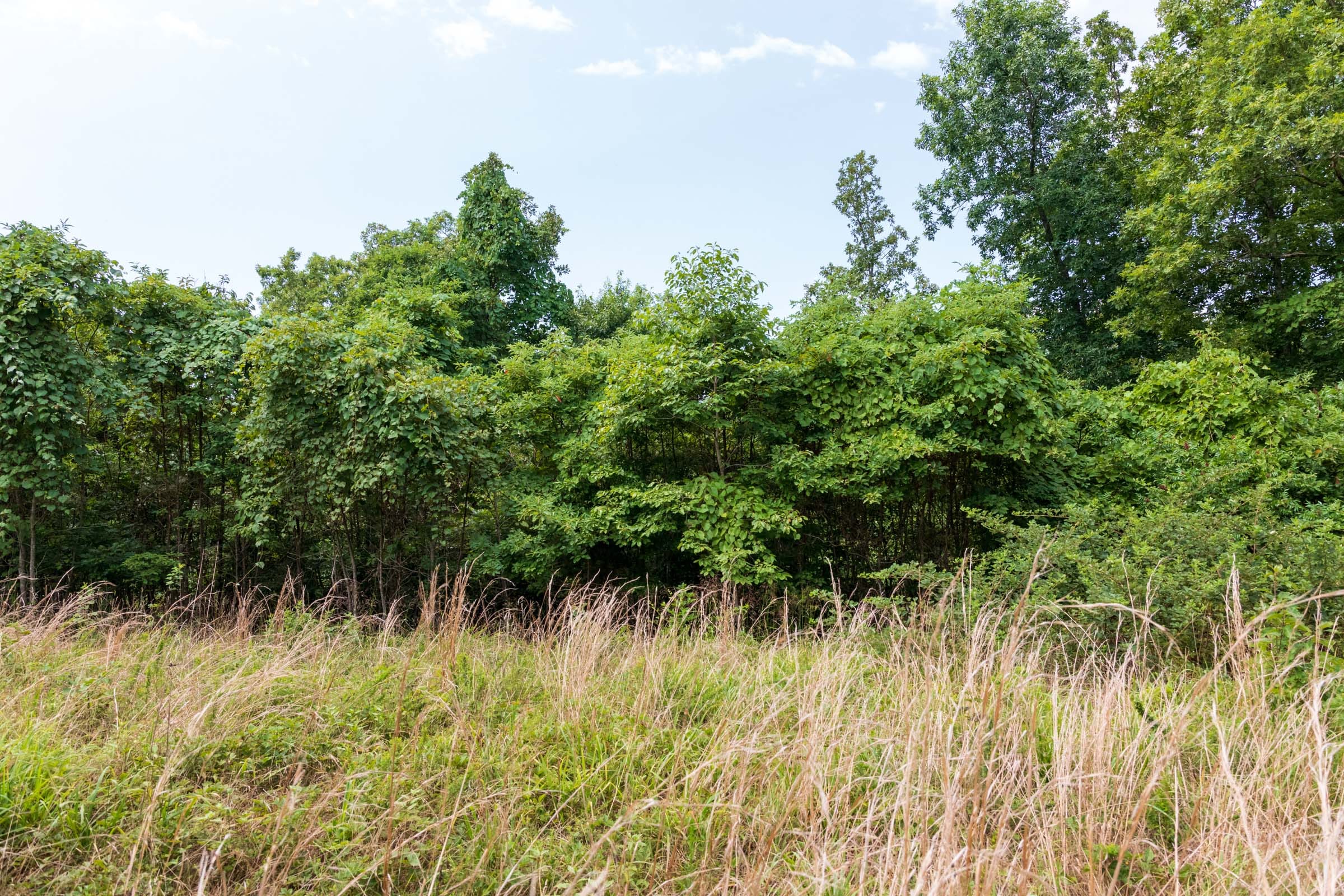 Cypress Ridge Tract 26 photo 8