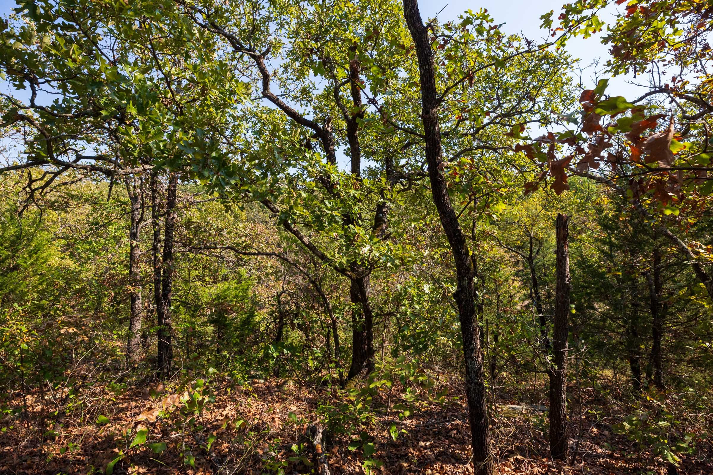 Canyon Creek Tract 24 photo 7