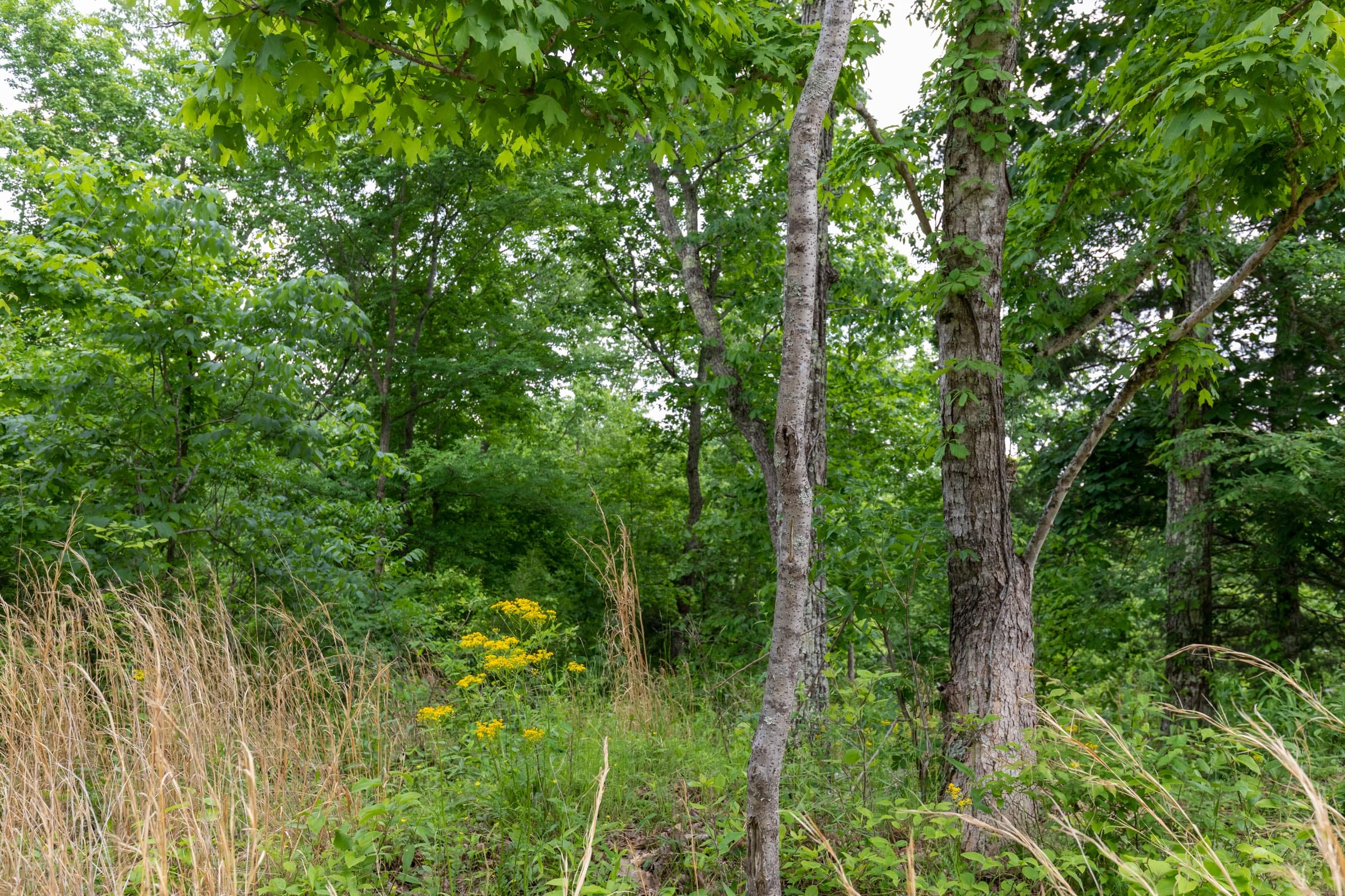 Cedar Creek Tract 22 photo 2