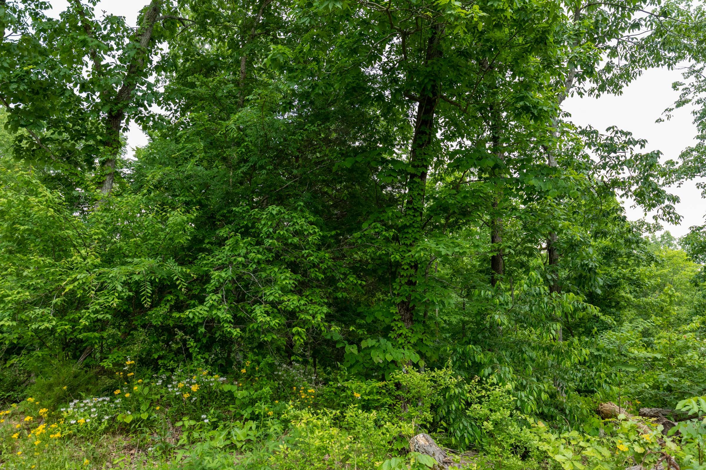 Cedar Creek Tract 22 photo 3