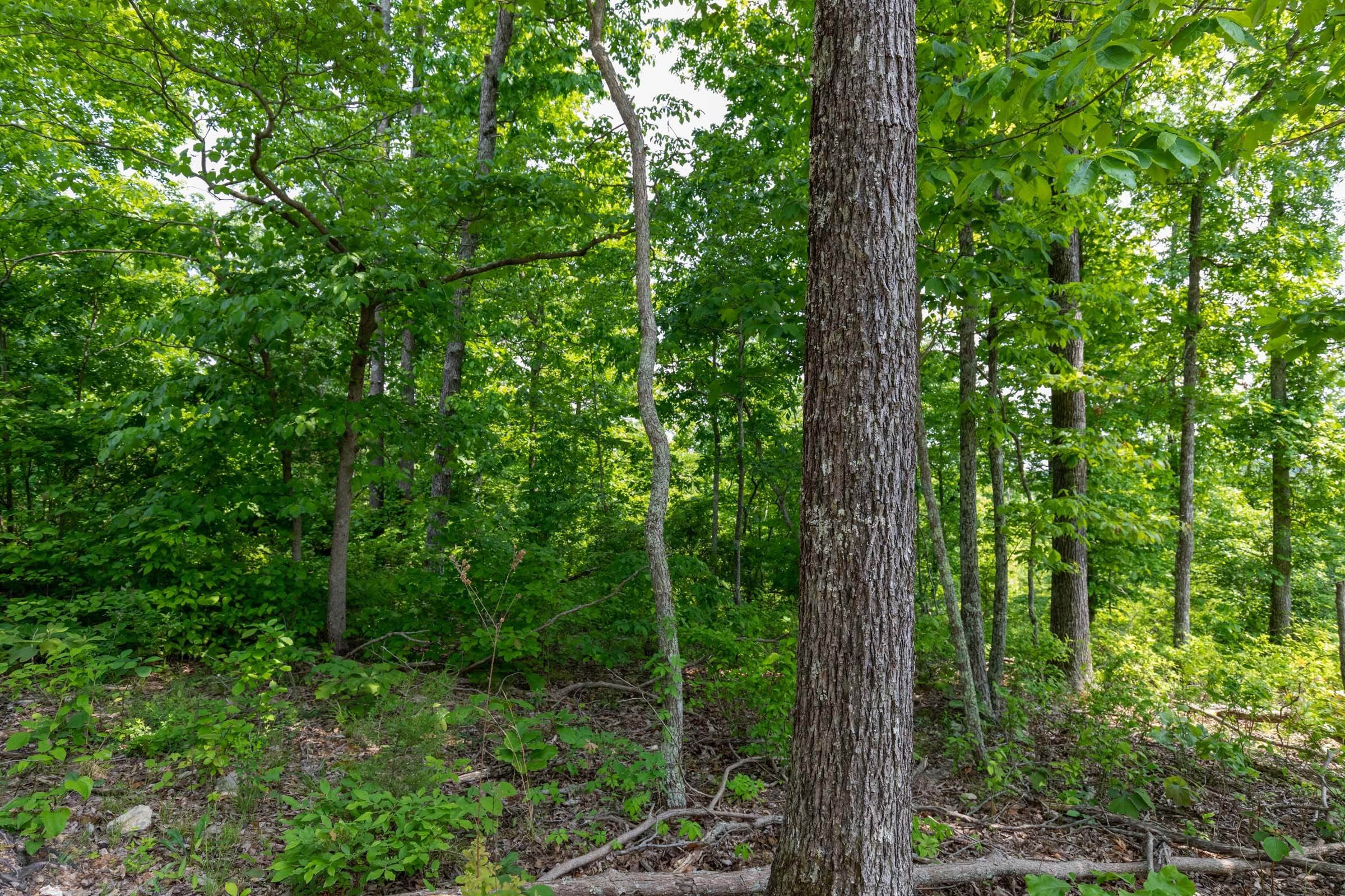 Cedar Creek Tract 22 photo 4