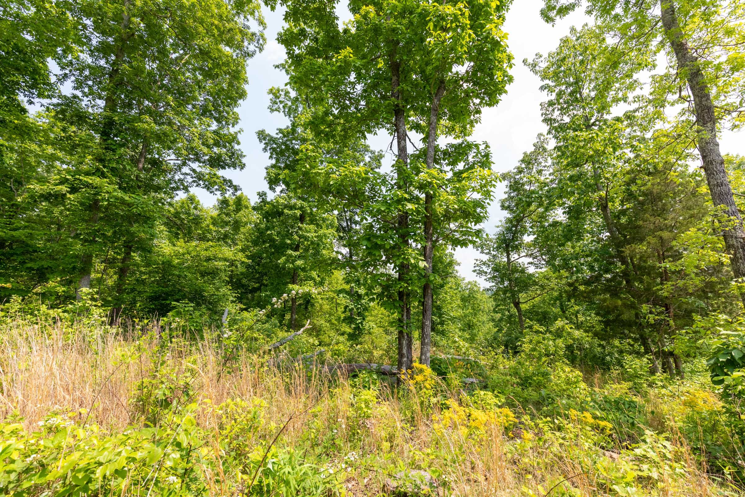 Cedar Creek Tract 22 photo 5