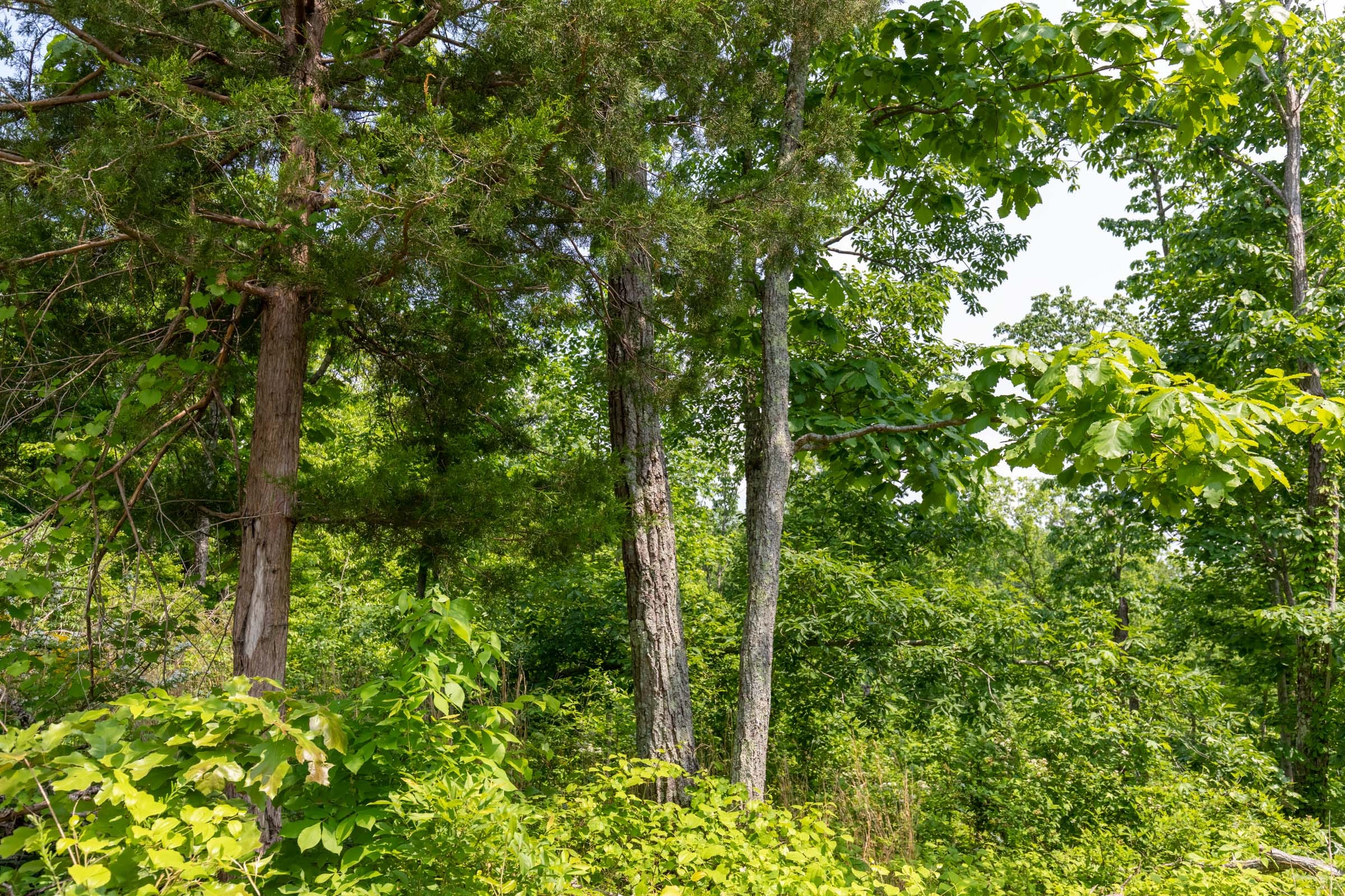 Cedar Creek Tract 22 photo 7