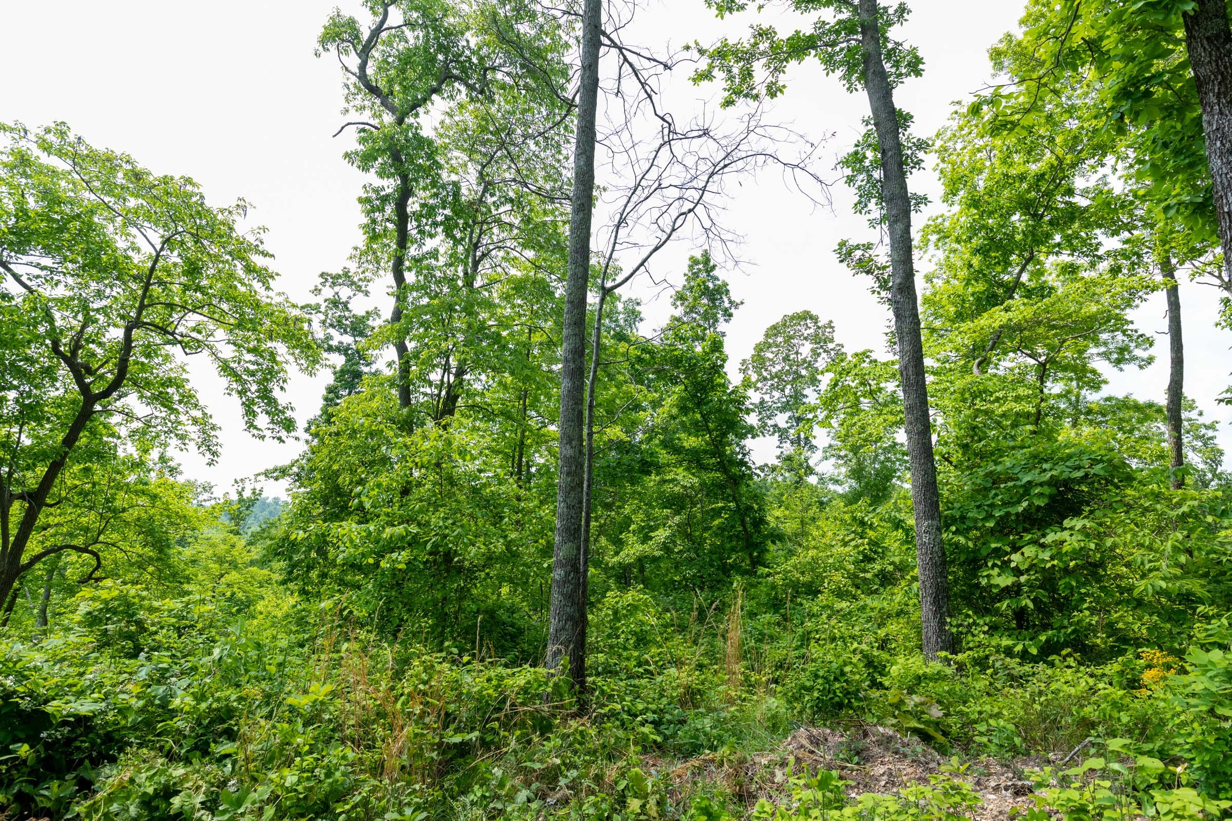 Cedar Creek Tract 22 photo 8