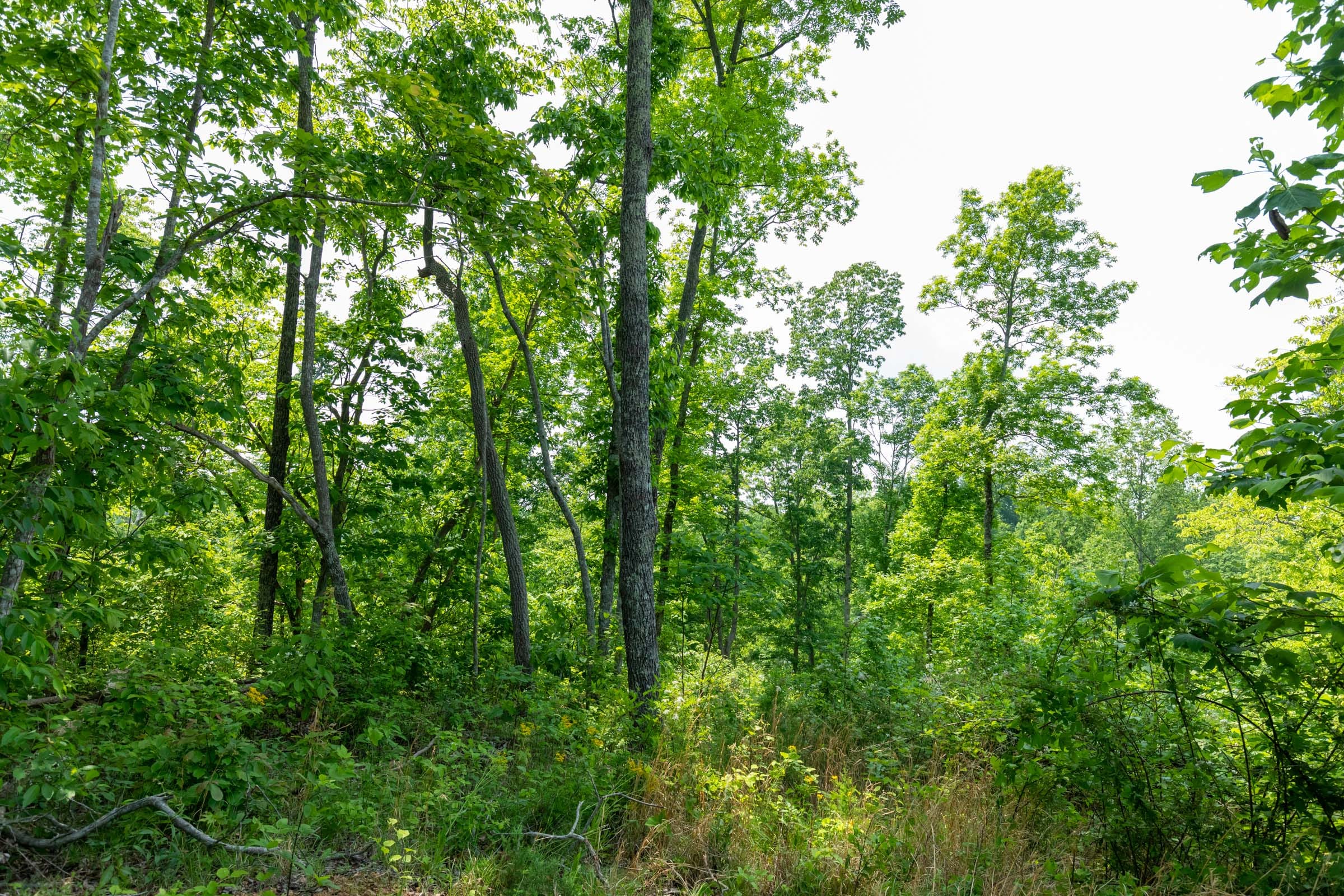 Cedar Creek Tract 22 photo 9