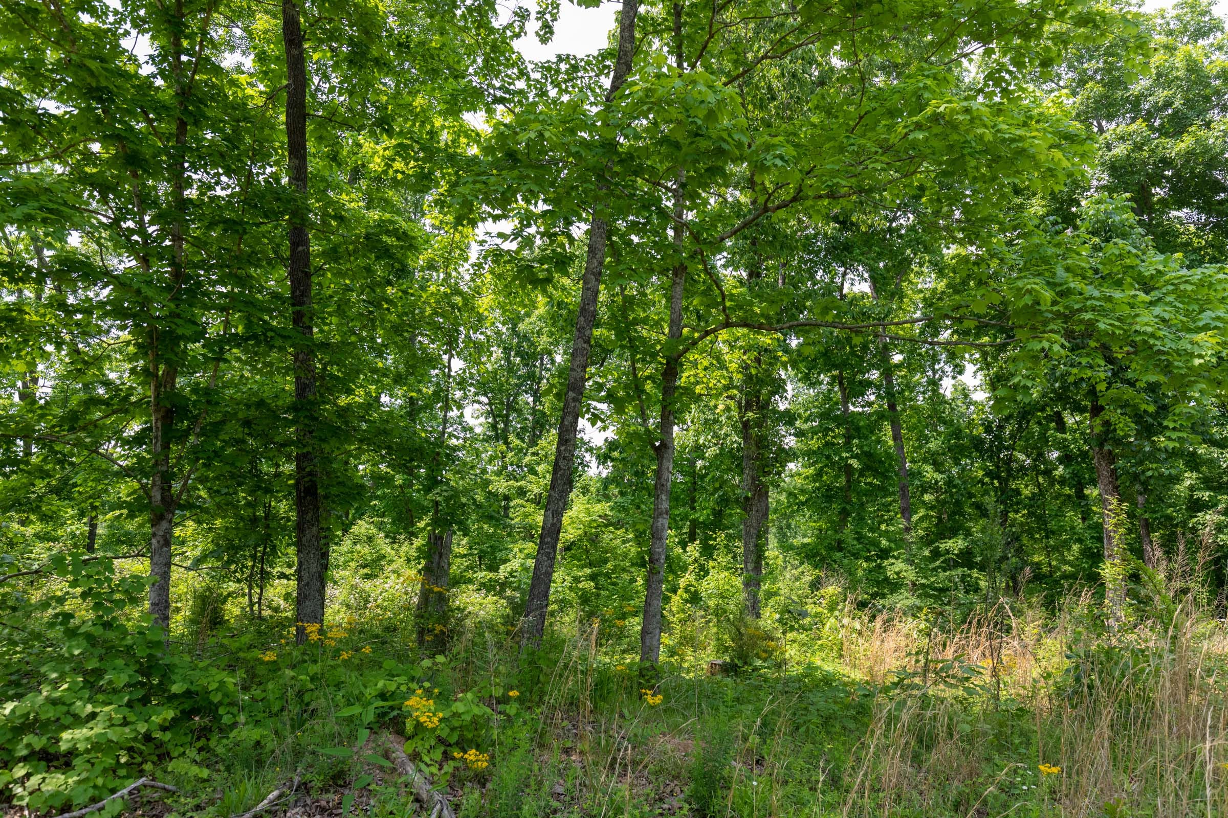Cedar Creek Tract 22 photo 10