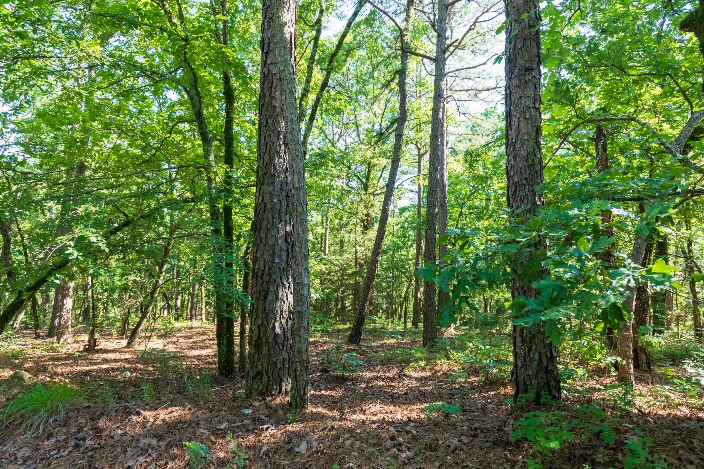 Stone Bridge Phase VI Tract 445 photo 10