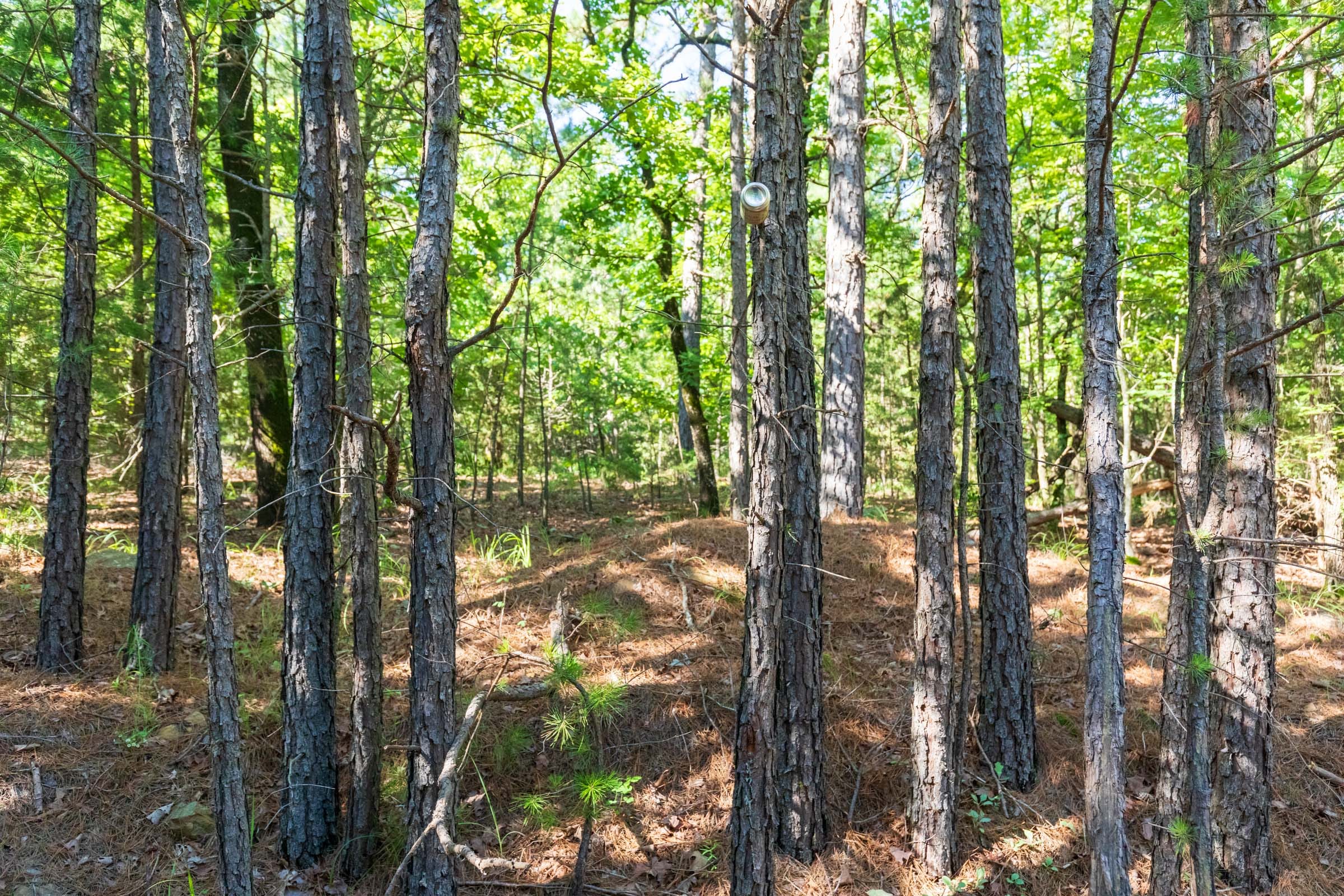 Stone Bridge Phase VI Tract 445 photo 14