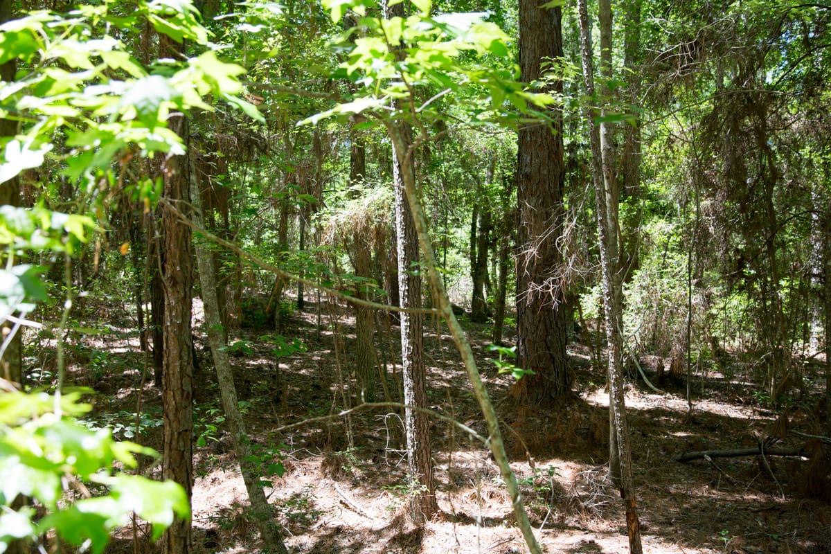 Rayburn Country Tract 272 photo 3