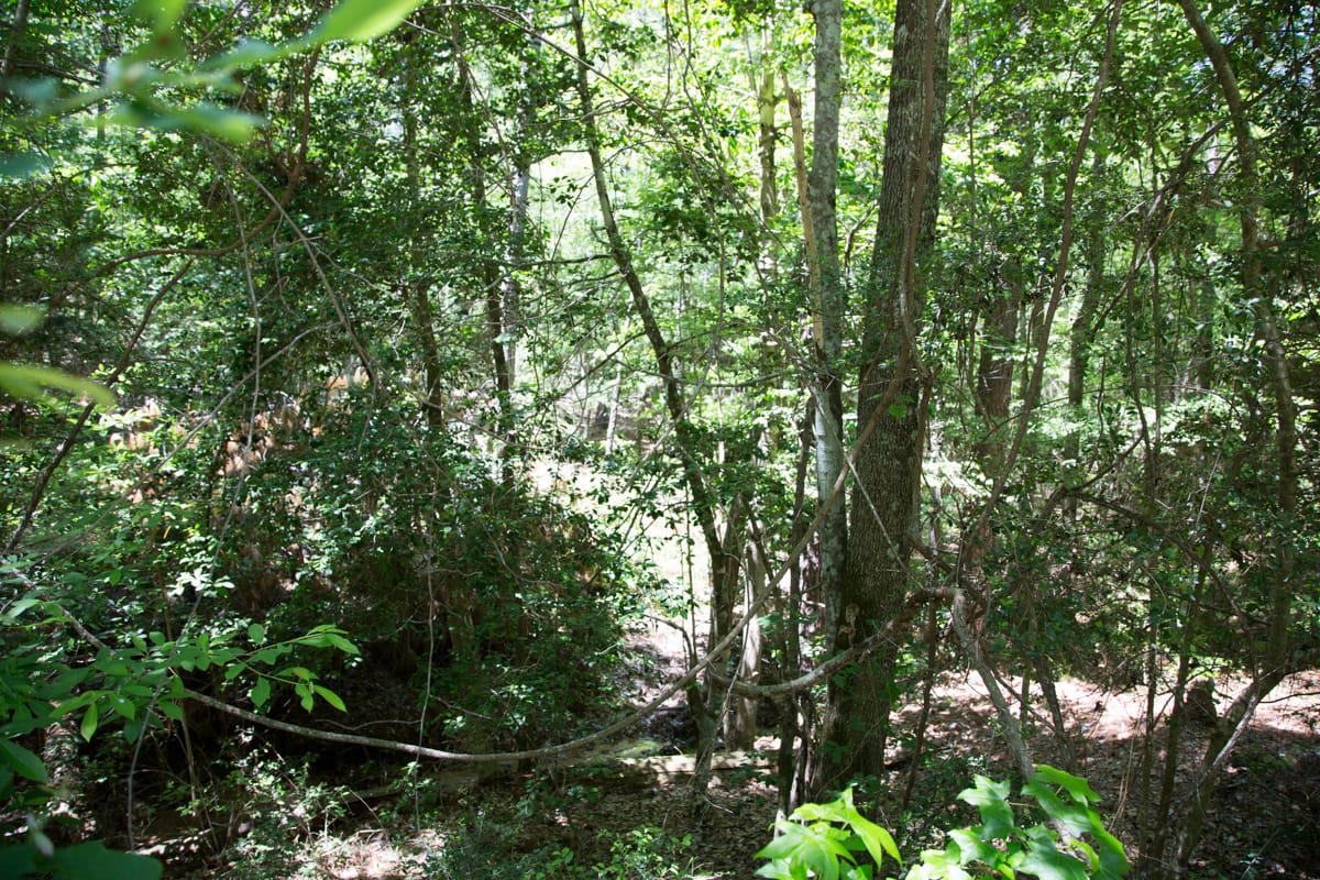 Rayburn Country Tract 272 photo 5