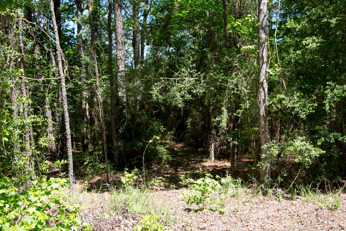 Rayburn Country Tract 272 photo 7