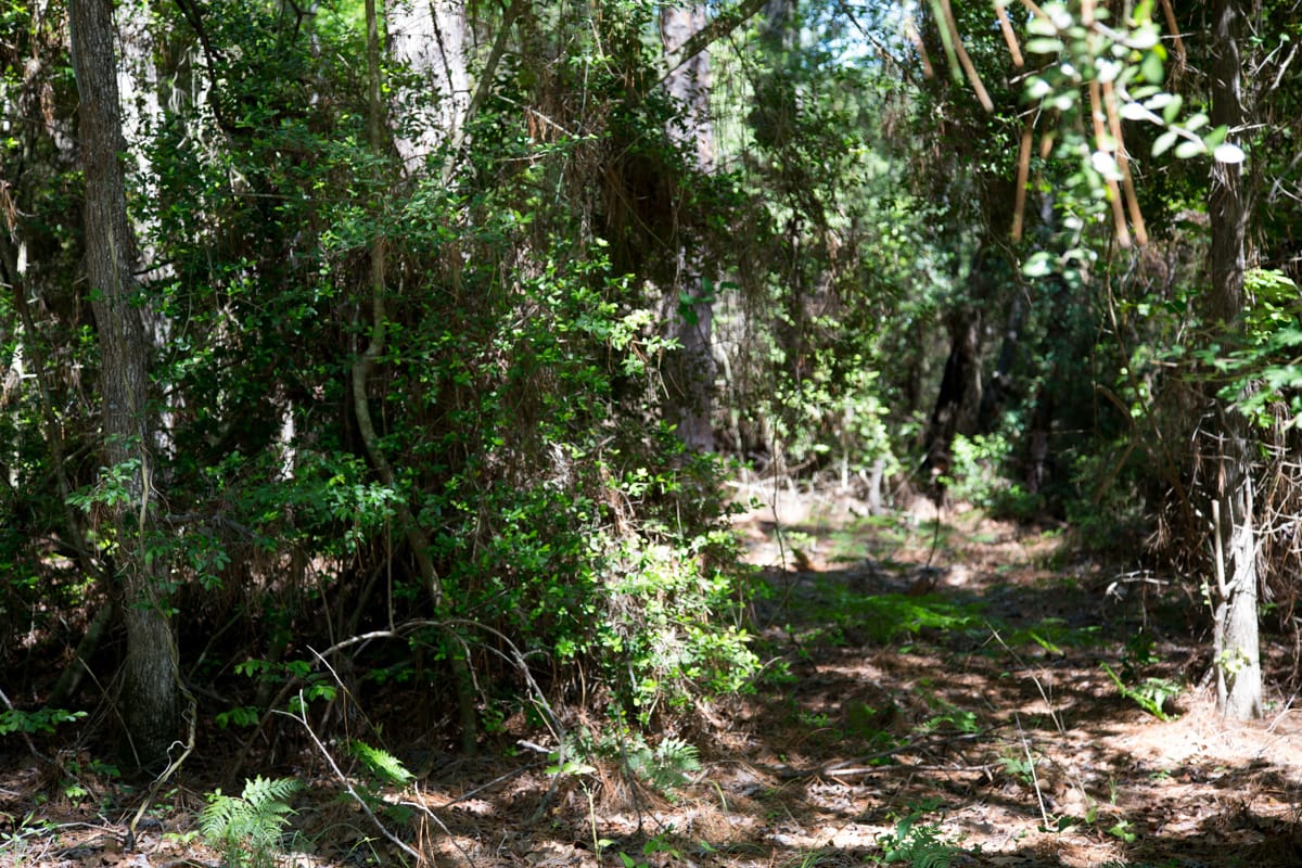 Rayburn Country Tract 272 photo 8