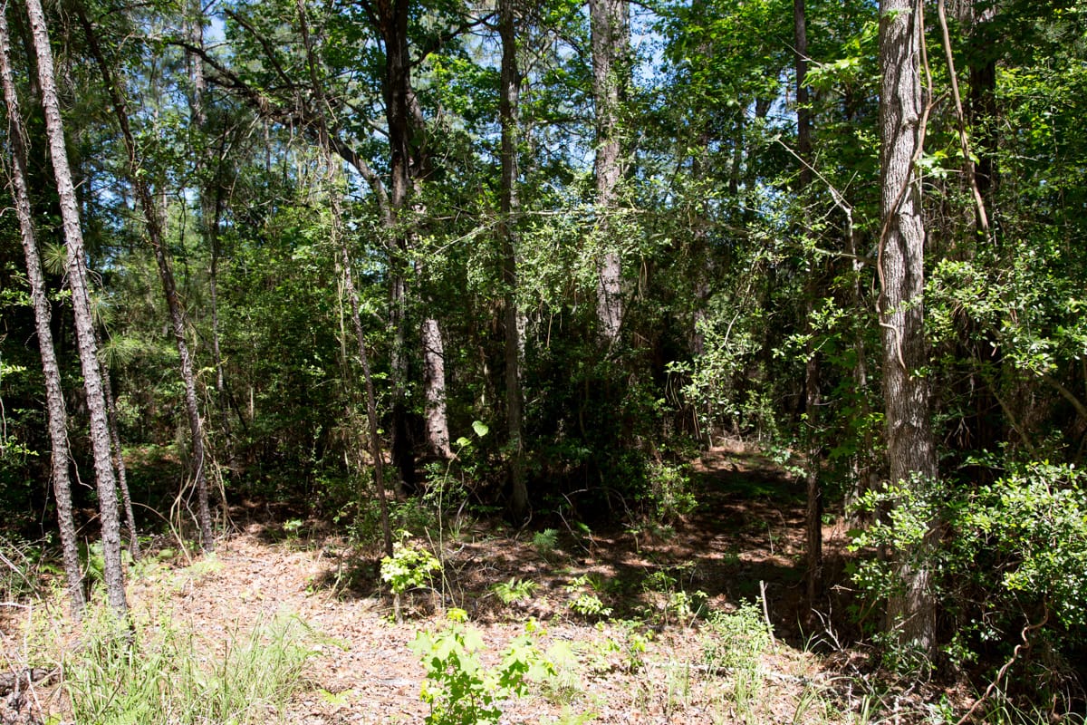 Rayburn Country Tract 272 photo 9