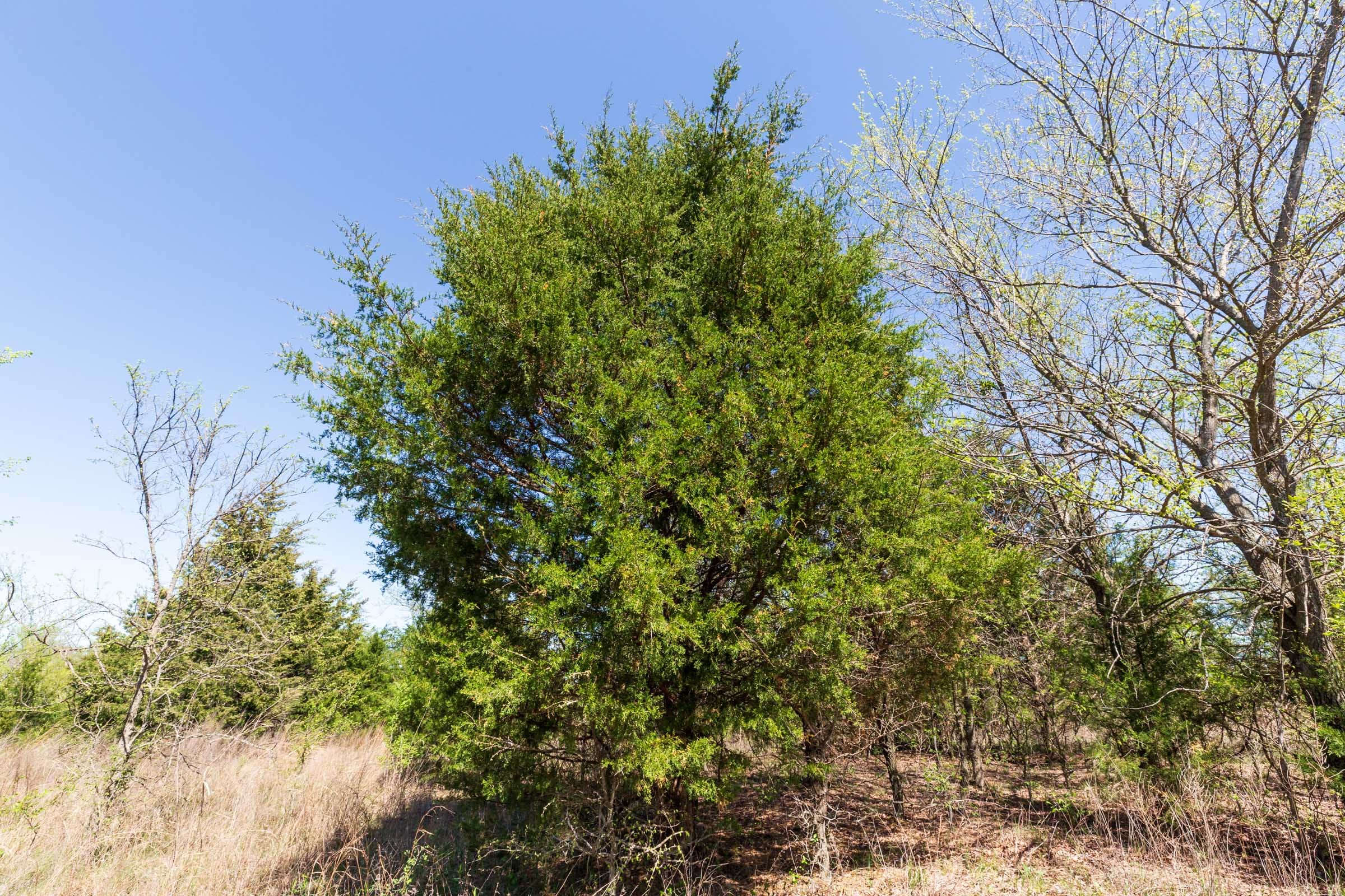 Prairie Grove Tract 11 photo 6