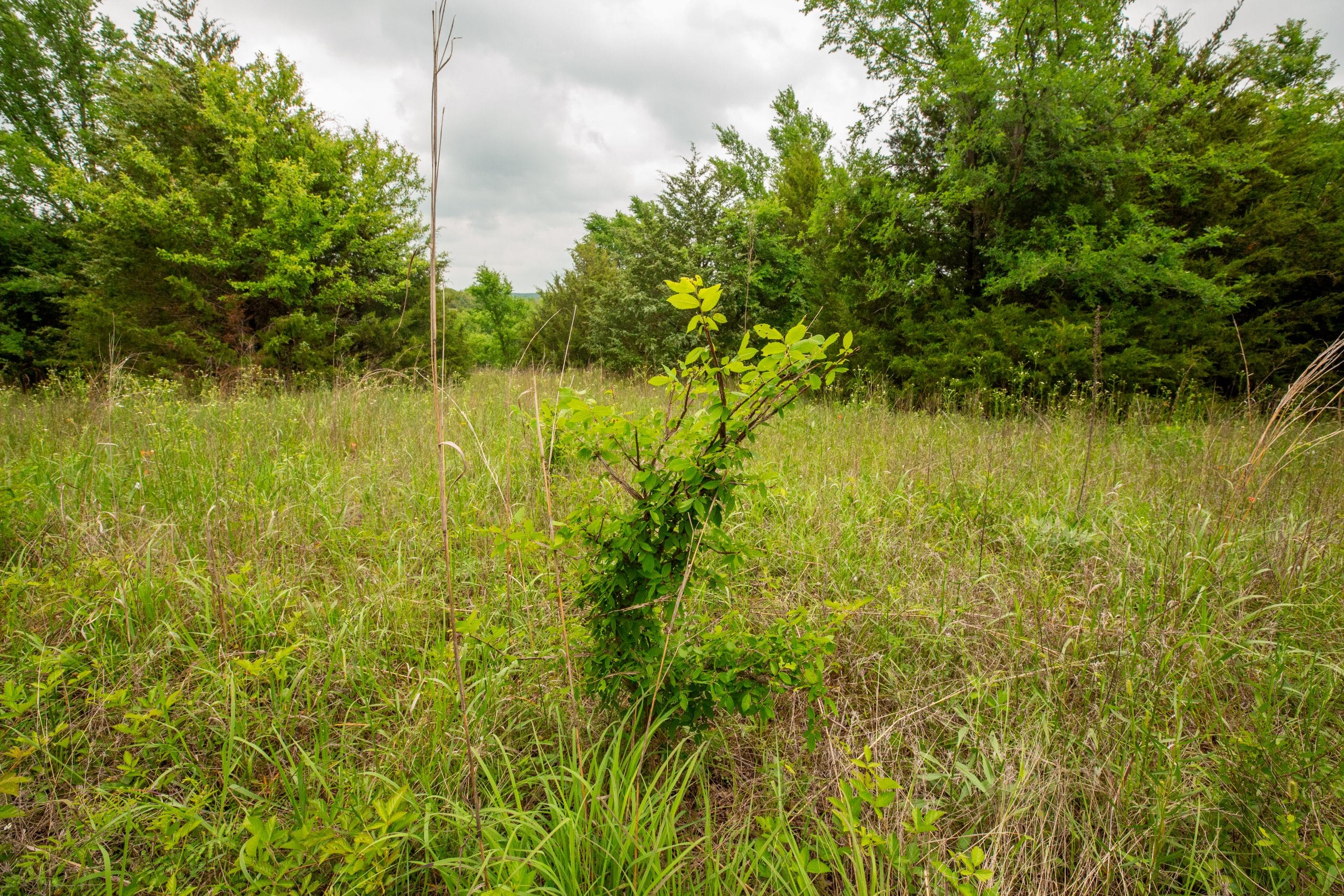 Prairie Grove Tract 11 photo 12