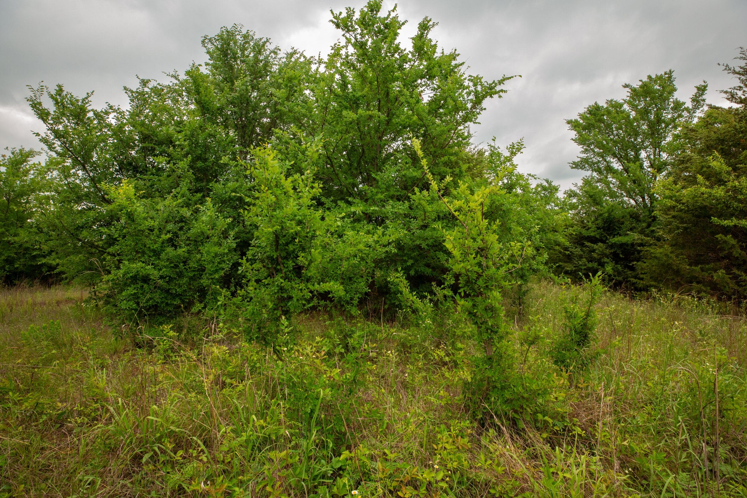 Prairie Grove Tract 11 photo 7