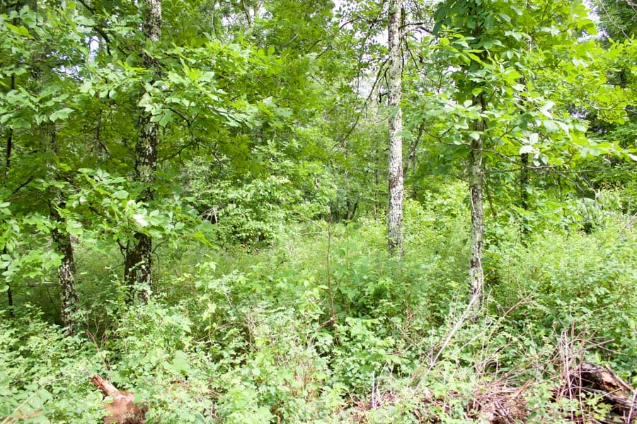 Thunder Mountain Ranch Tract 45 photo 1