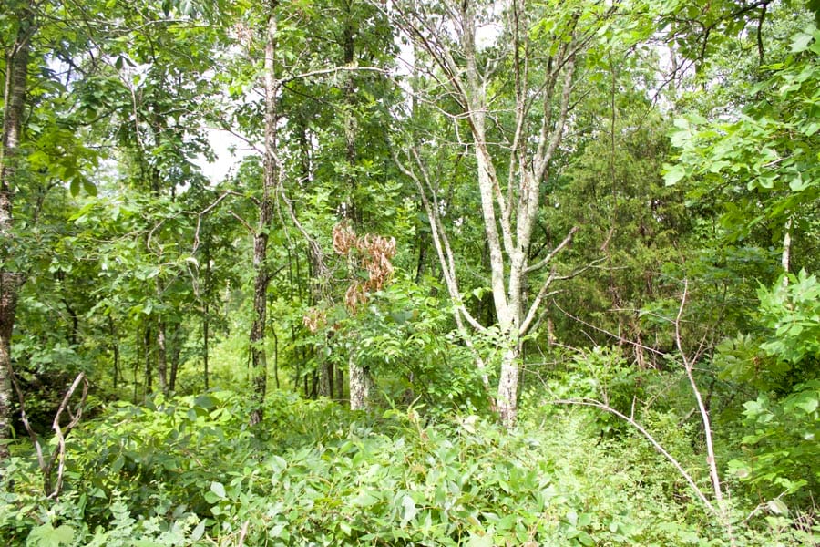 Thunder Mountain Ranch Tract 45 photo 2