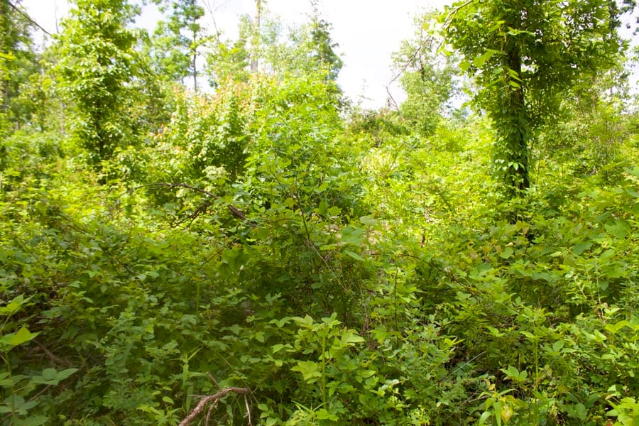 Thunder Mountain Ranch Tract 8 photo 2