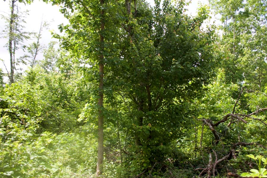 Thunder Mountain Ranch Tract 8 photo 3