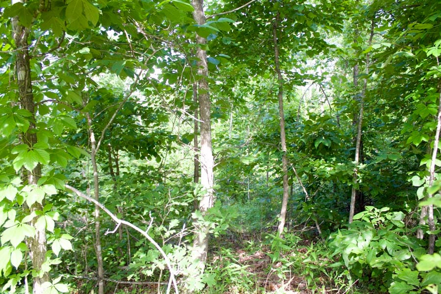 Thunder Mountain Ranch Tract 8 photo 4