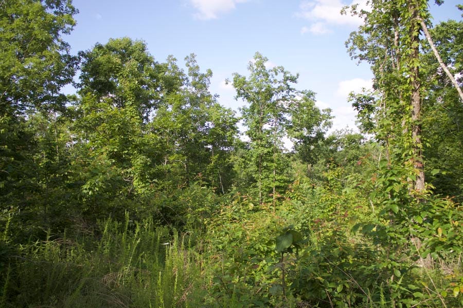 Thunder Mountain Ranch Tract 8 photo 6