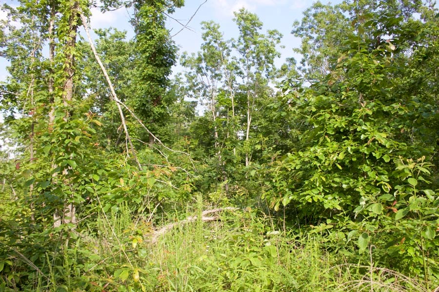 Thunder Mountain Ranch Tract 8 photo 7