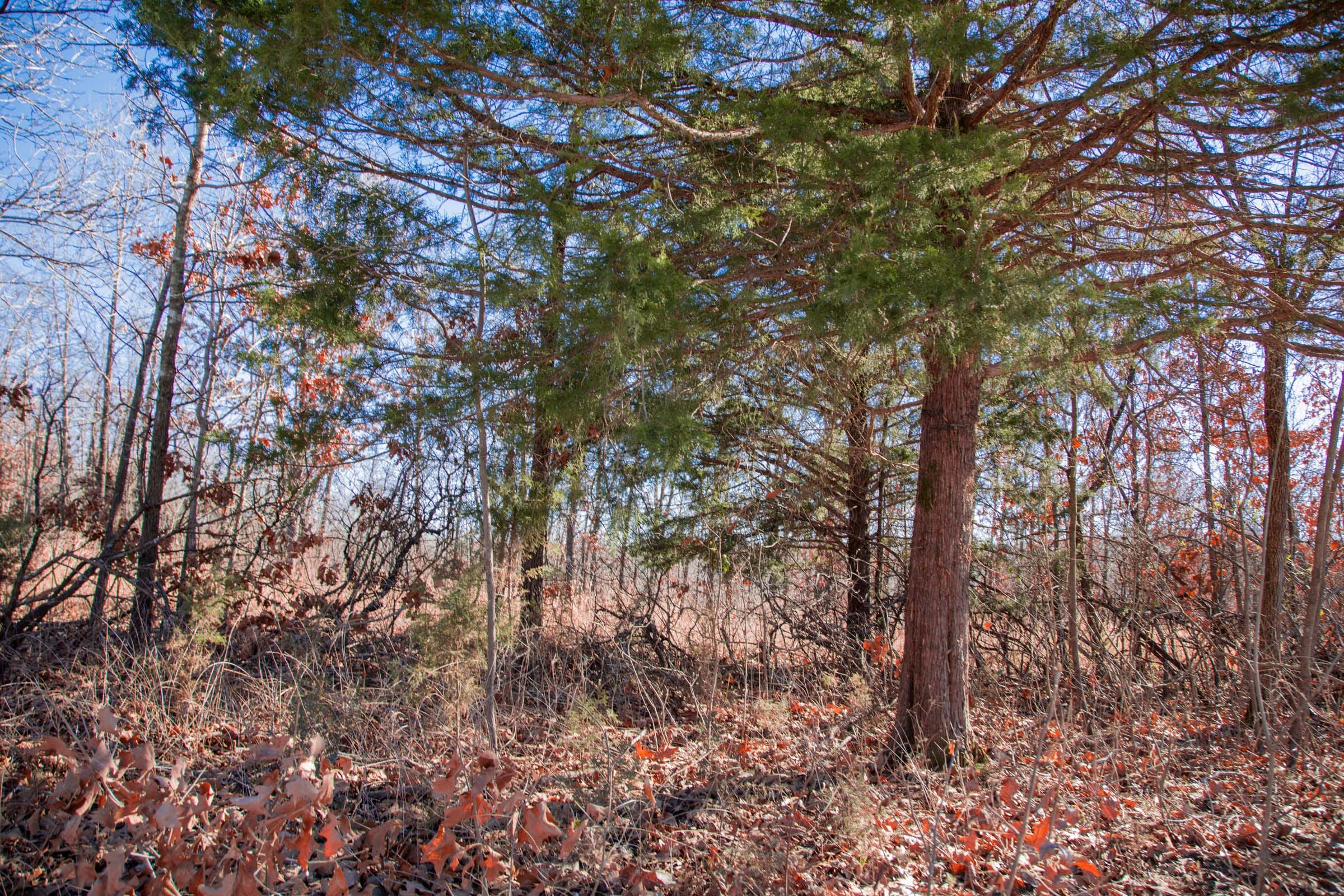 Buffalo Hills Tract 8 photo 7