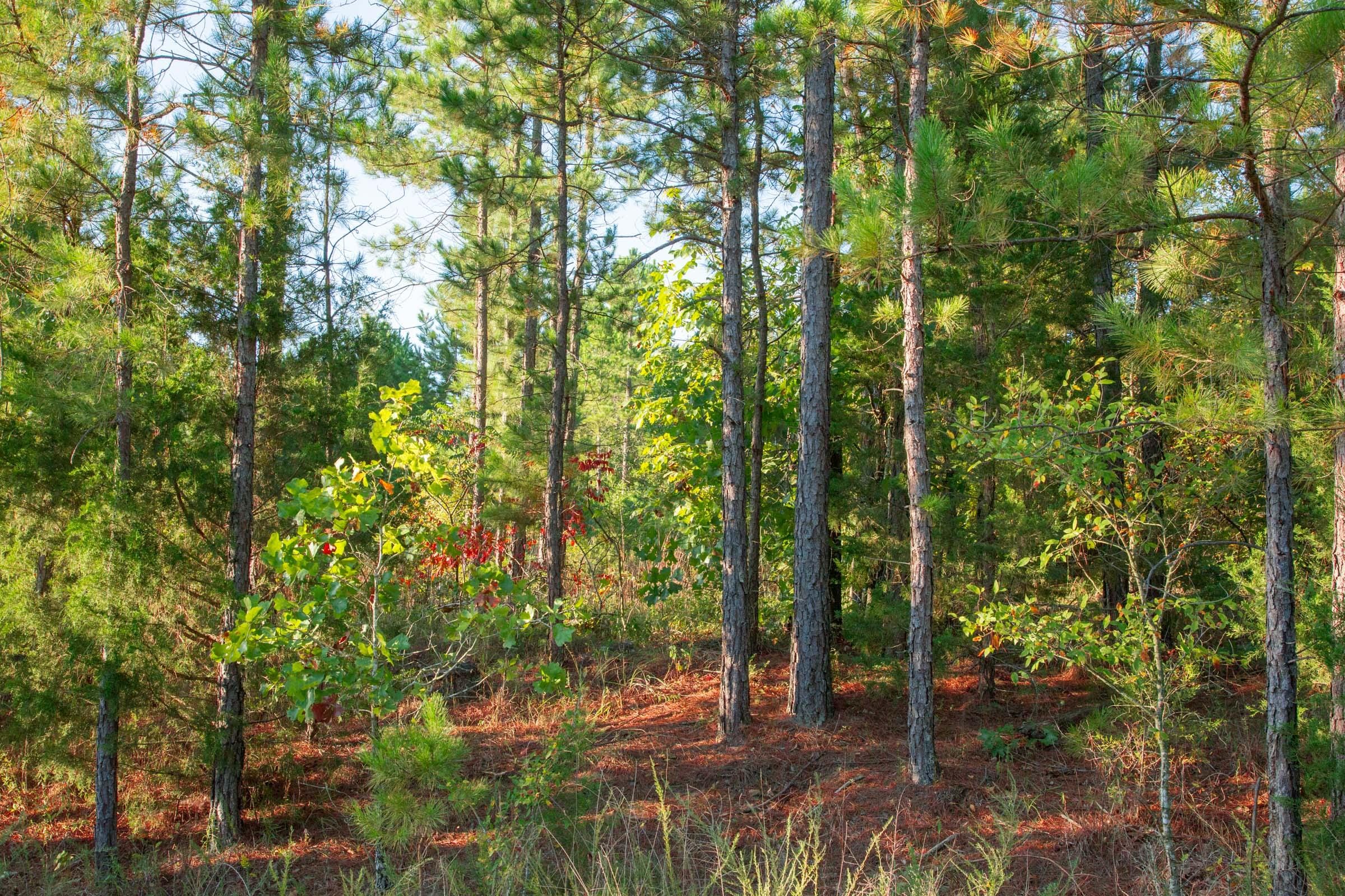 Stone Creek Phase II Tract 281 photo 3