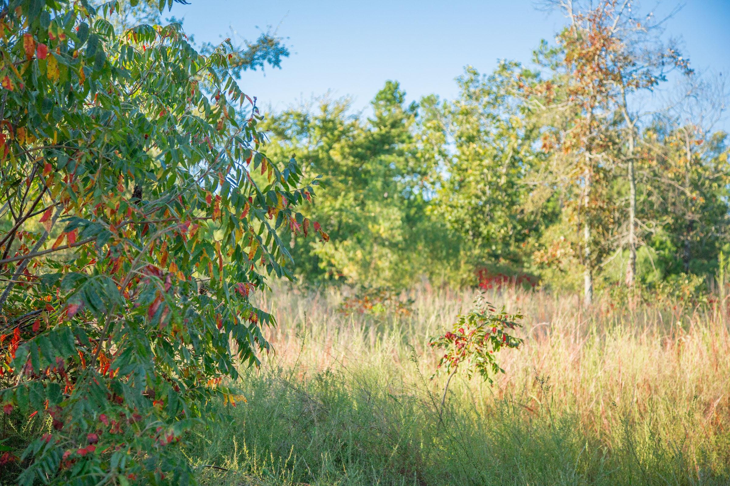 Stone Creek Phase II Tract 281 photo 8