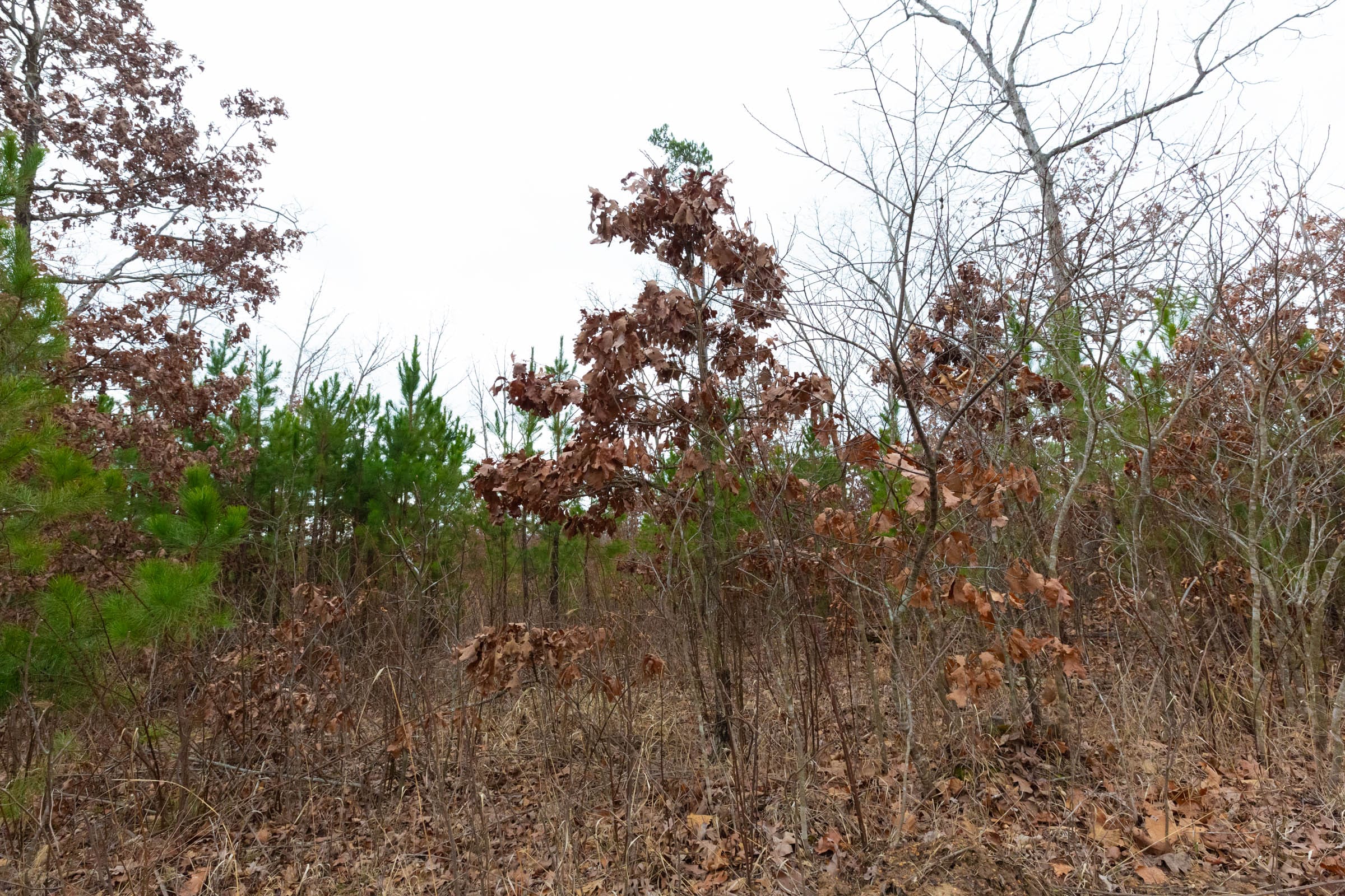 Windy Ridge Tract 13 photo 3